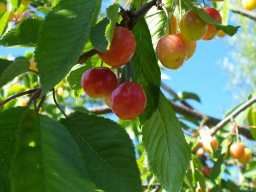 Cherries Fruits Cherry Tree Sweet Cherry Summer