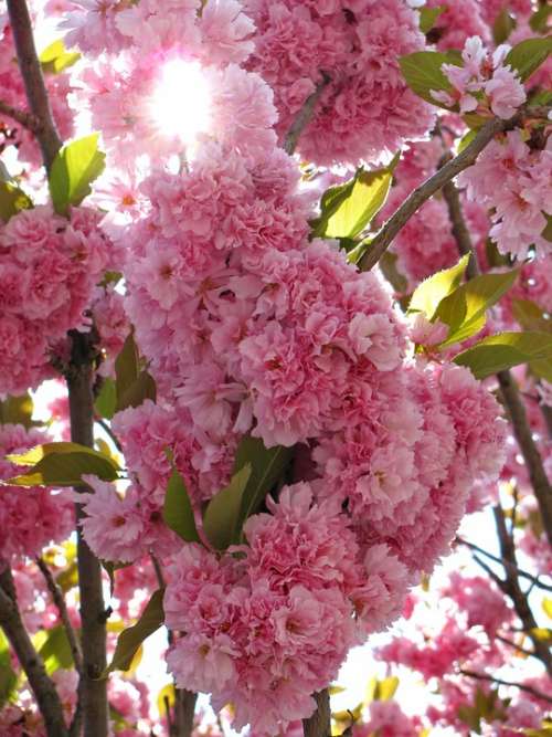 Cherry Tree Blossom Blossoms Spring Nature Colors