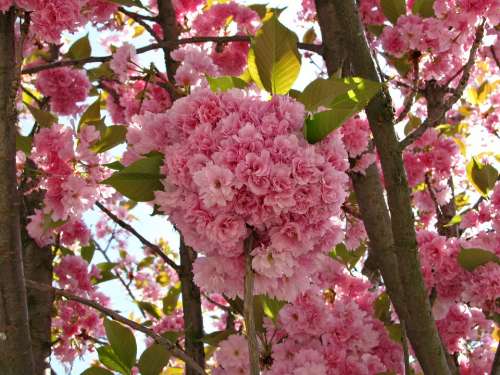 Cherry Tree Blossom Blossoms Spring Nature Colors