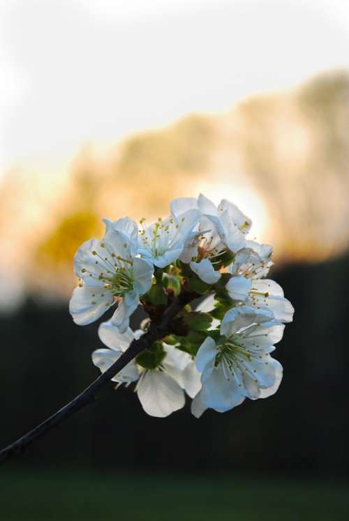 Cherry Blossom Nature June Tree Flower