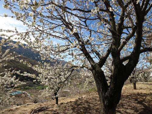 Cherry Landscape Flower Tree White Black