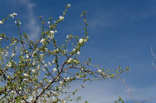 Cherry Bloom White Flowers Sky Blue Garden