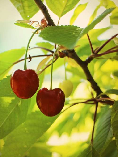 Cherry Cherries Sweet Cherries Individually Sweet