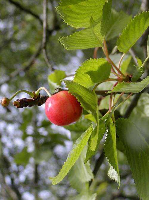 Cherry Fruit Maturation Taste Sweet Red