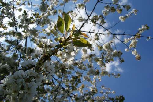 Cherry Flowers Tree Sky Spring Flowering White