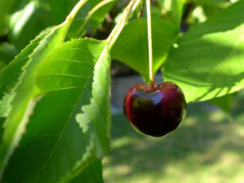 Cherry Cherry Tree Pome Fruit Fruit Nature Garden
