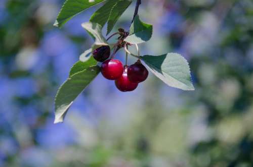 Cherry Berry Tree Sheet Leaves