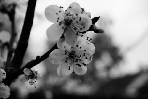 Cherry Black And White Flowers Sweetness Nature