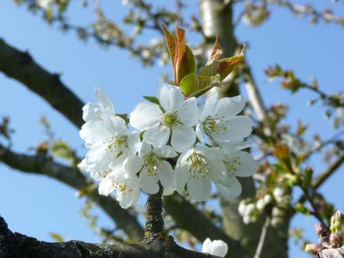 Cherry Flowers Nature Flowering Spring Tree White