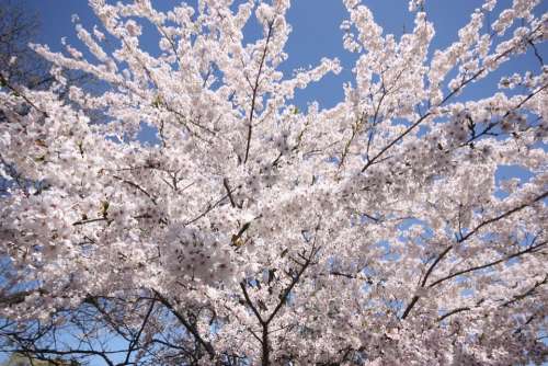 Cherry Blossom Hide Park Flowers Japanese Foliage