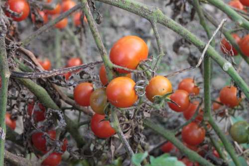 Cherry Fresh Plants Red Small Tomato Autumn