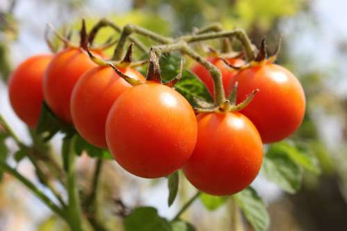 Cherry Flavor Green Matina Raw Red Ripe Tomato