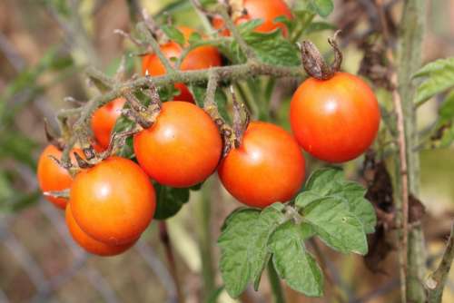 Cherry Flavor Green Matina Raw Red Ripe Tomato