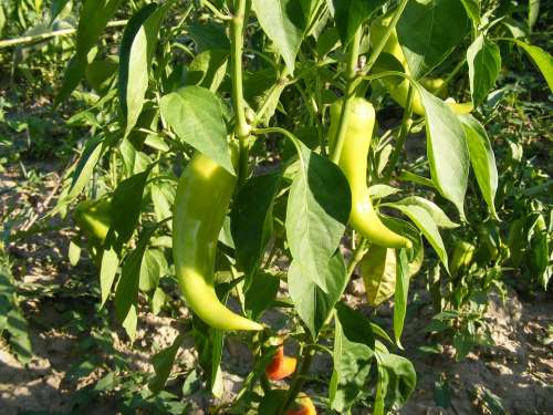 Cherry Garden Green Peppers Pimento Red Sweet