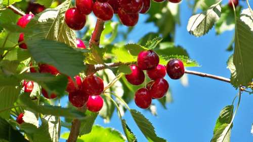 Cherry Fruit Cherries Plants Nature Leaves Red