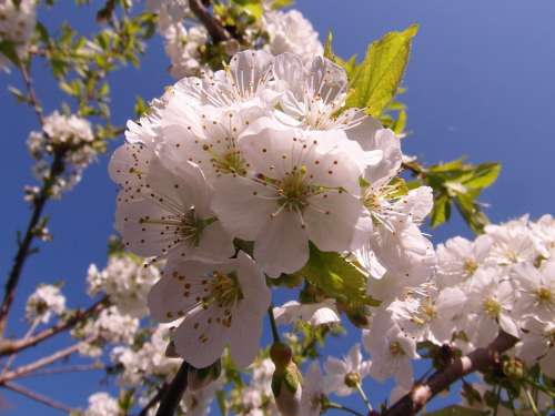 Cherry Blossom Flowers Spring Sunny Tender White