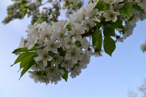 Cherry Blossom White Spring Romantic White Flower