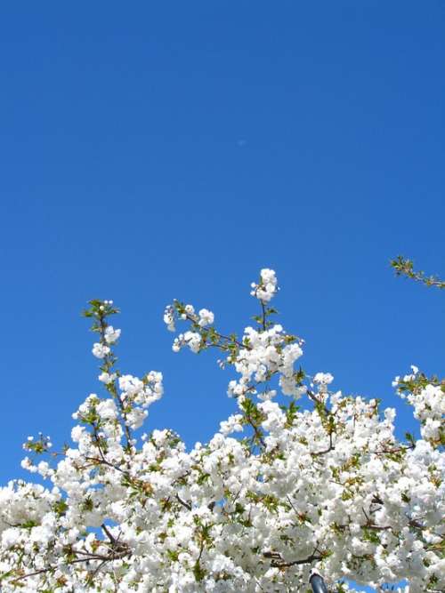 Cherry Blossom Sky White Flower Spring Nature