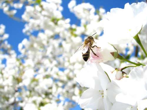 Cherry Blossom Sky White Flower Bee Spring Nature