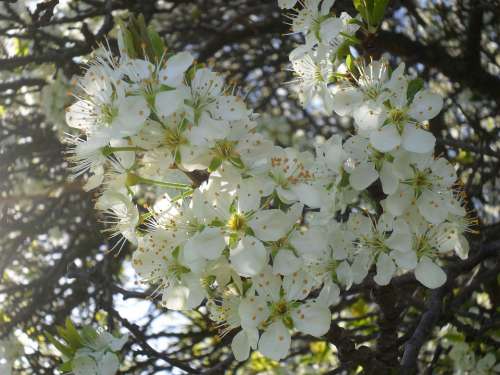 Cherry Blossom Cherry Tree Flowers Spring Sunshine