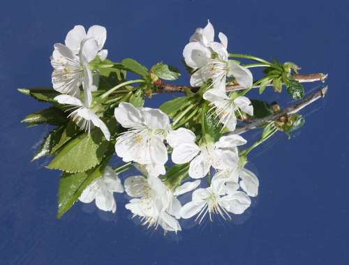 Cherry Blossom White Branch Spring Bloom Blossom