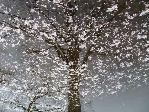 Cherry Blossom Nature Floating Blossoms