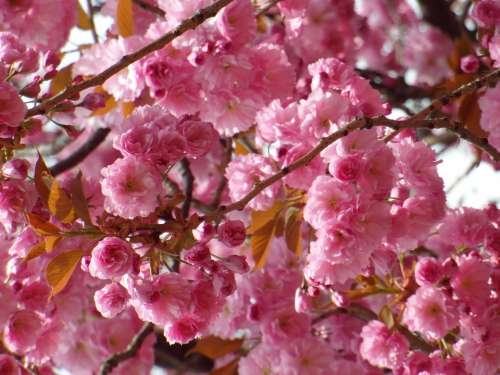 Cherry Blossom Spring Flowers Pink Tender