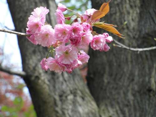 Cherry Blossom Pink Spring Tender Blossom Bloom