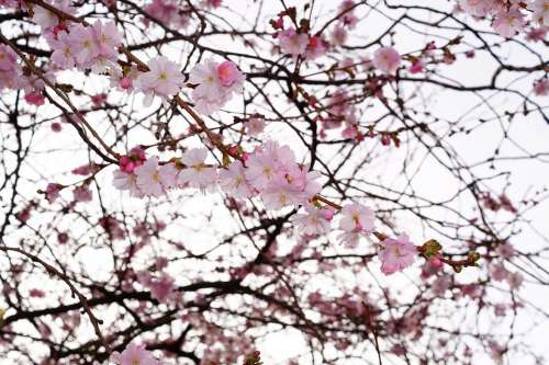 Cherry Blossom Flowers Pink Color Tree