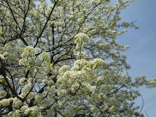 Cherry Blossom White Park Plant