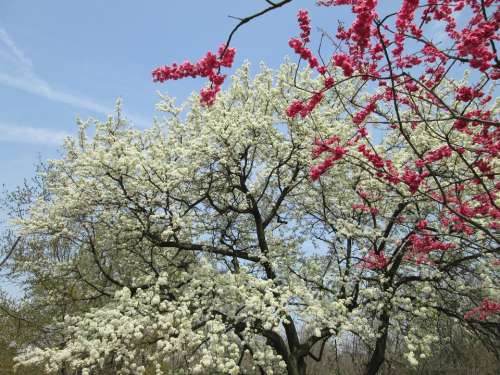 Cherry Blossom White Red Park Plant