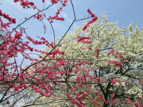 Cherry Blossom White Red Park Plant