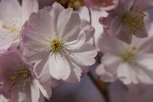 Cherry Blossom Blossom Bloom Spring Blossom