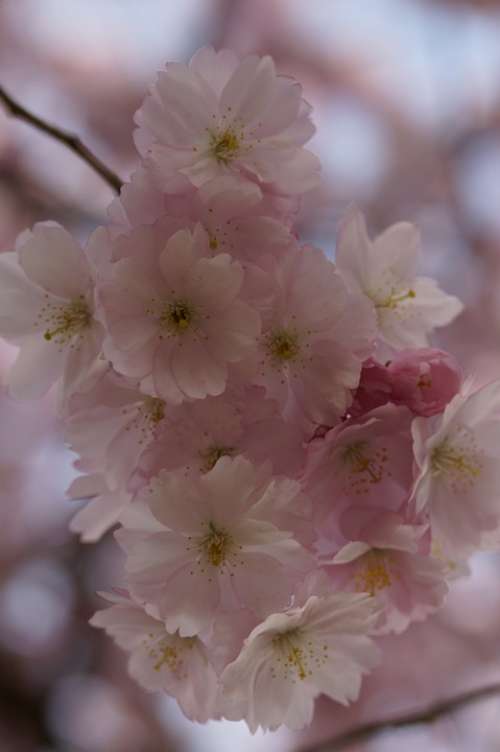 Cherry Blossom Blossom Bloom Spring Blossom