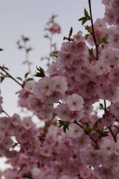 Cherry Blossom Blossom Bloom Spring Blossom Pink