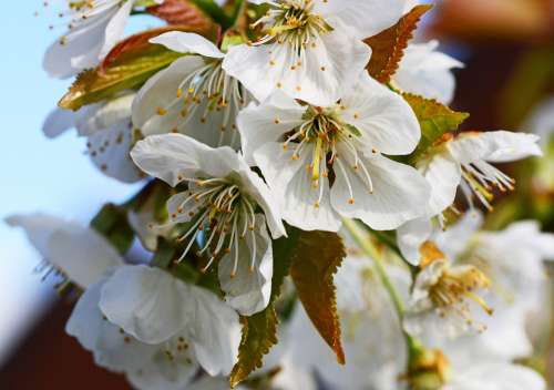 Cherry Blossom Edible Cherry Sweet Cherry Prunus