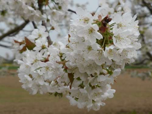 Cherry Blossom Spring White Blossom Cherry Tree