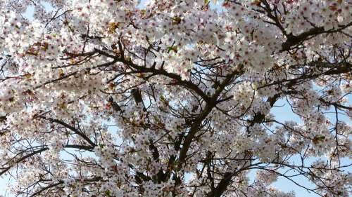 Cherry Blossom Wild Cherry April Cherry Tree