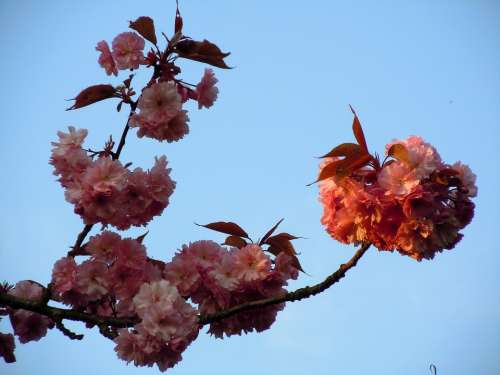 Cherry Blossom Japanese Cherry Trees Pink