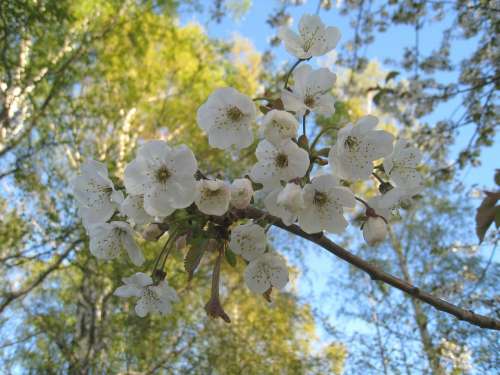Cherry Blossom Branches Tree Sky Blue Blue Spring