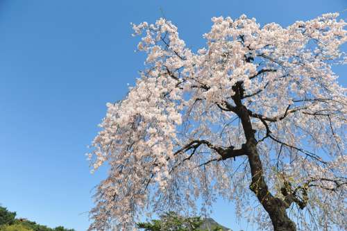 Cherry Blossom Spring Sky Blue Sky Forbidden City