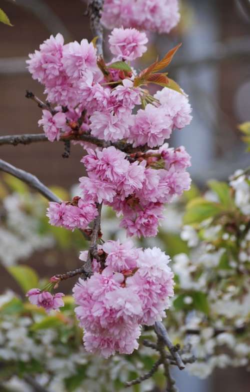 Cherry Blossom Pink Spring Tree Branch Blooming