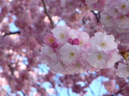 Cherry Blossom Pink Blossom Spring Flowers