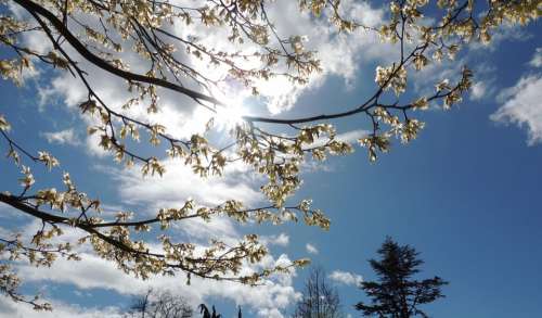 Cherry Blossom Pure Blue Sky Vancouver White Cloud
