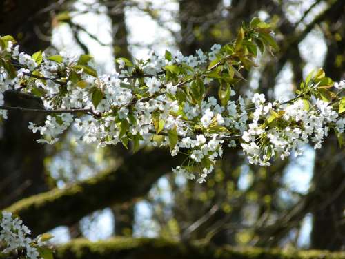 Cherry Blossom Flowers White Spring Cherry Tree