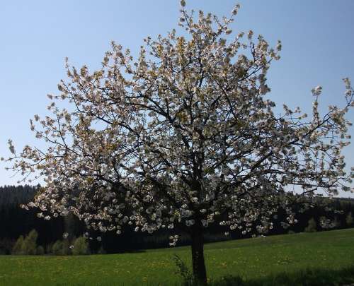 Cherry Blossom Tree Spring Flowers Cherry White