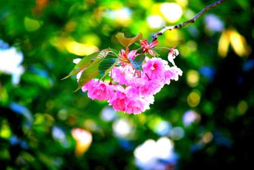 Cherry Blossom Pink Japanese Cherry Blossom Bloom