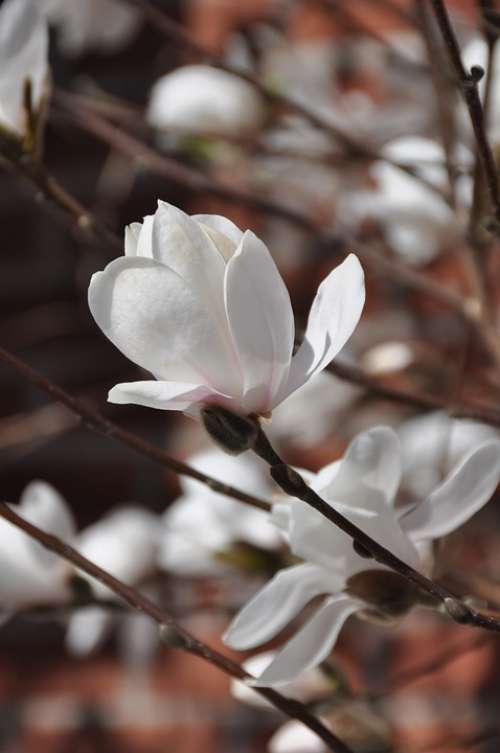 Cherry Blossom White Spring Nature Garden Flower