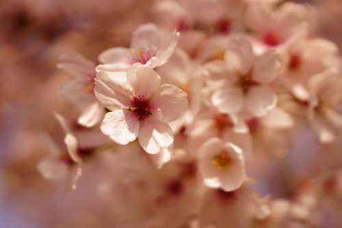 Cherry Blossom Flowers Spring Pink Flower Nature