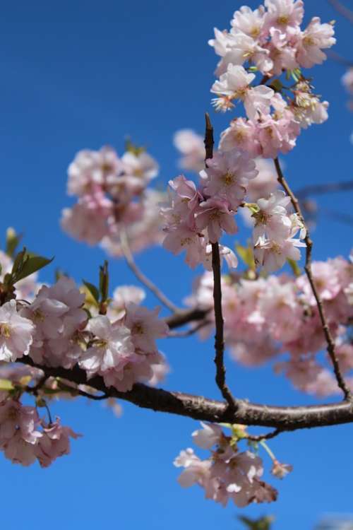 Cherry Blossom Spring Spring Flower Flower